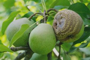 Pears rot on a tree