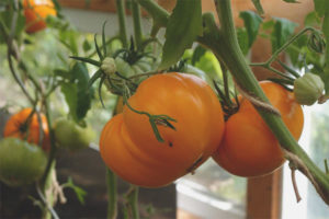 Tomato Altai Orange