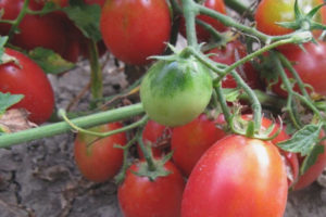 Tomato Butterfly