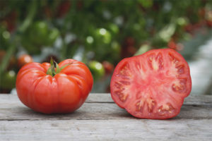 Beefsteak Tomato