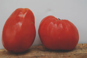 Tomato Bochata