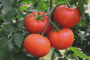 Tomato Rich Hut