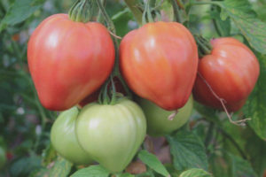 Tomato Soul of Siberia