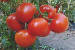 Tomato Catherine