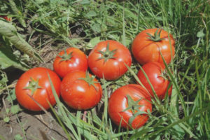 Tomato Galina F1