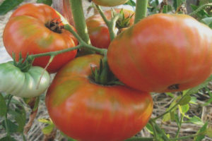 Tomato Siberian Trump