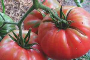 Tomato Canary