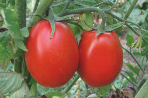 Tomato Great