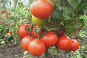 Tomato Zhenya