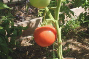 Tomato Tea Rose