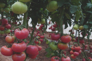 Tomato Crystal F1