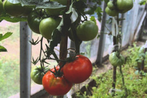 Tomato Idol