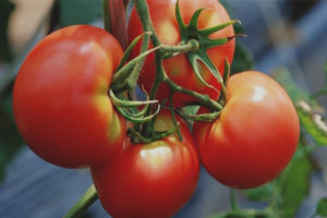 Tomato Tradeswoman