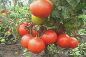 Tomato Summer Garden