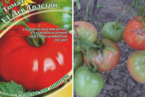 Tomato Leo Tolstoy