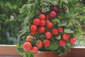 Tomato Lukoshko on the window