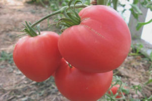 Tomato Lionheart