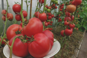 Tomato Robin