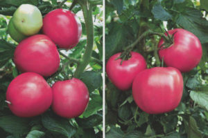 Tomato Raspberry Paradise