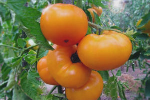 Tomato Marmalade Yellow