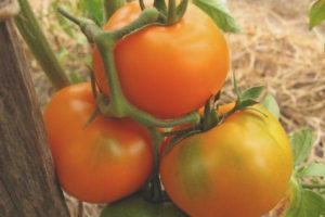 Tomato Monastic meal