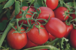 Tomato Monti F1