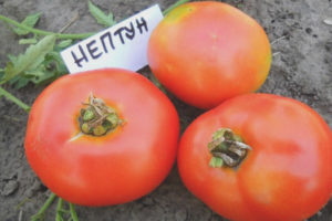 Tomato Neptune F1