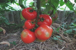 Tomato Paradise Apple