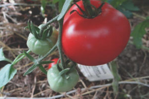 Tomato Sakhalin