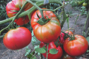 Tomato Sugar Nastasya