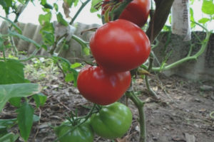 Tomato North Queen