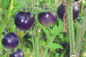 Tomato Blue bunch F1