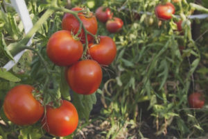 Tomato Tyler