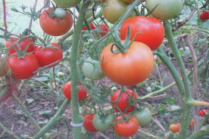 Tomato Taimyr