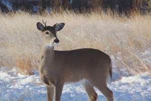 White tailed deer