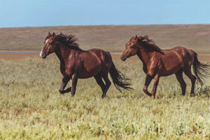 wild Horse