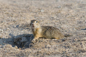 Speckled ground squirrel