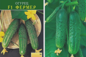 Cucumber Farmer F1