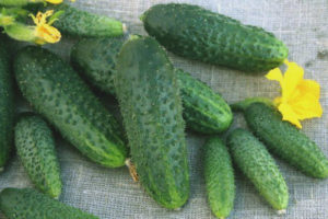 Cucumber Shchedryk F1