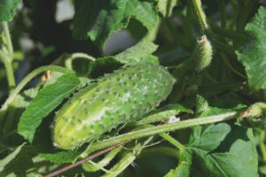 Cucumber Siberian Express F1