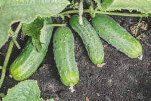 Cucumber Spino F1