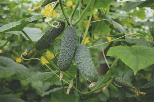 Cucumber Three Tankers