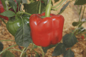 Pepper Aristotle F1