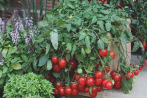 Tomato Cerrinano