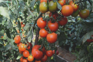 Tomato Japanese Dwarf