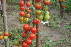 Tomato Elf