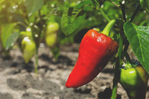 Pepper Pride of Russia